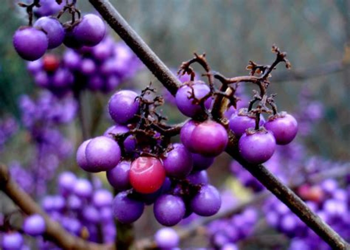 Purple Berry from Brazil