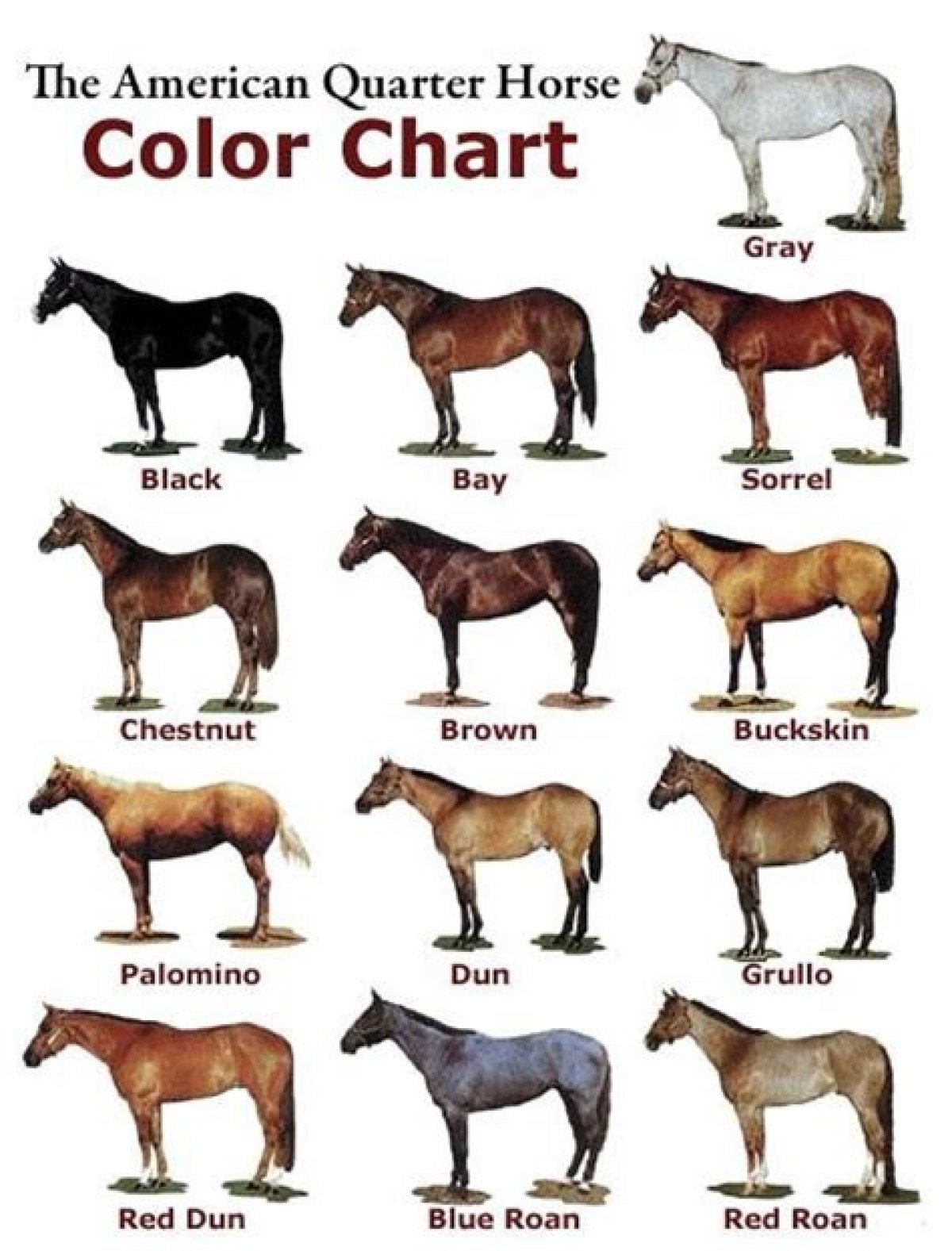 Quarter Horse Coat Colors Quiz