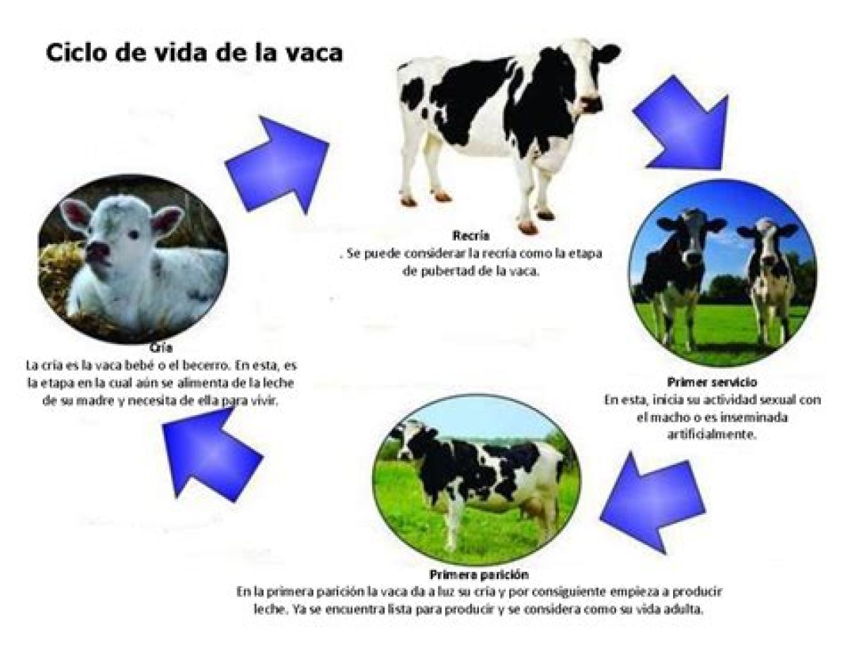 ¿Qué Es El Nivel De La Vaca?