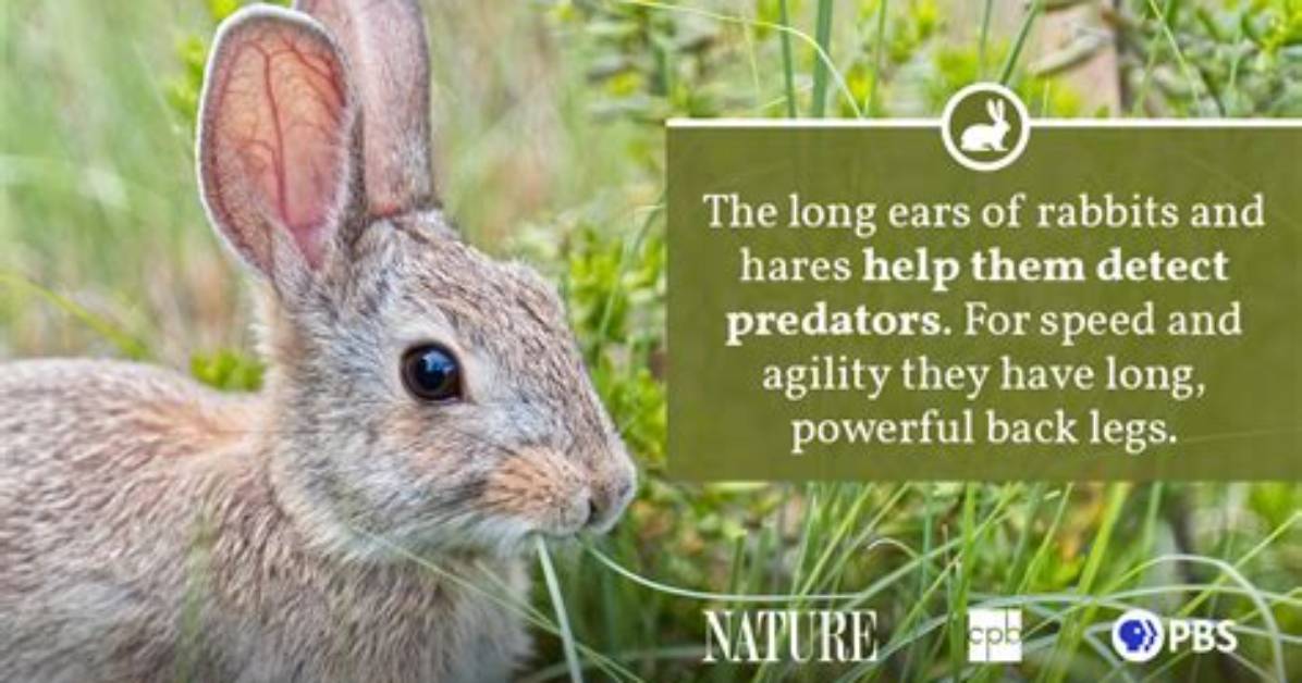 Rabbit Fact Sheet | Blog | Nature