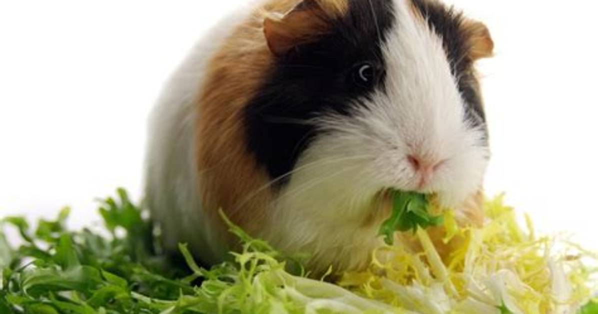 Rabbits, Guinea Pigs Require Mostly Hay-Based Diet