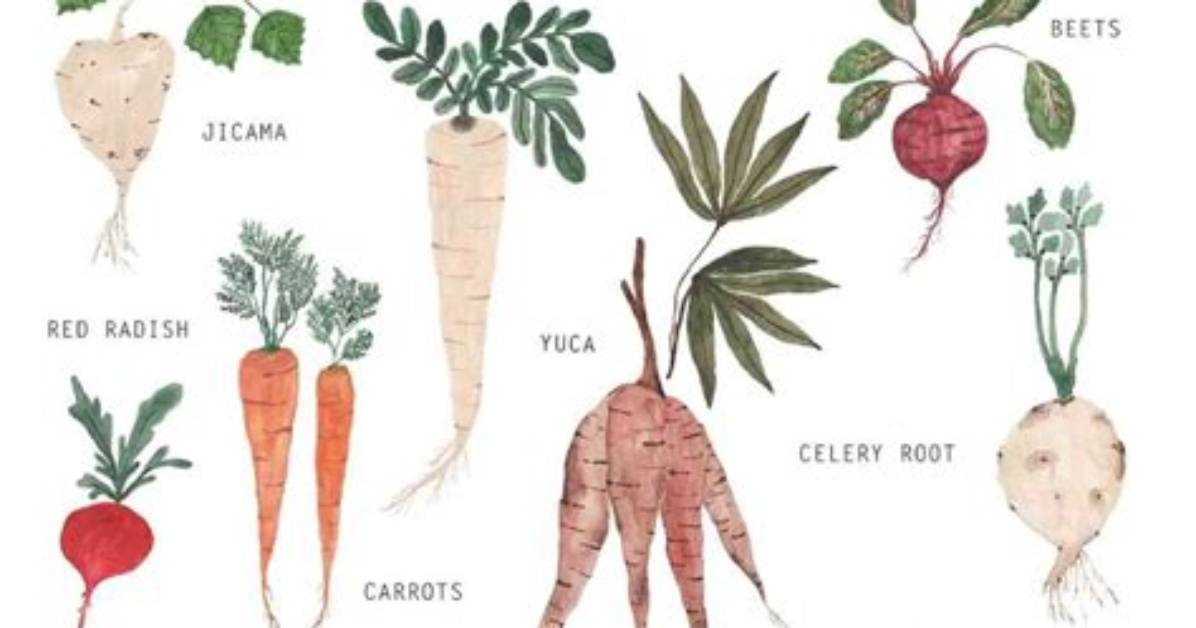 Red Vegetable That Grows Underground