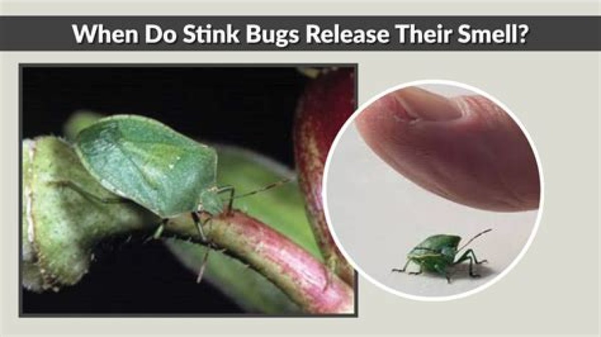 Release as a Smell