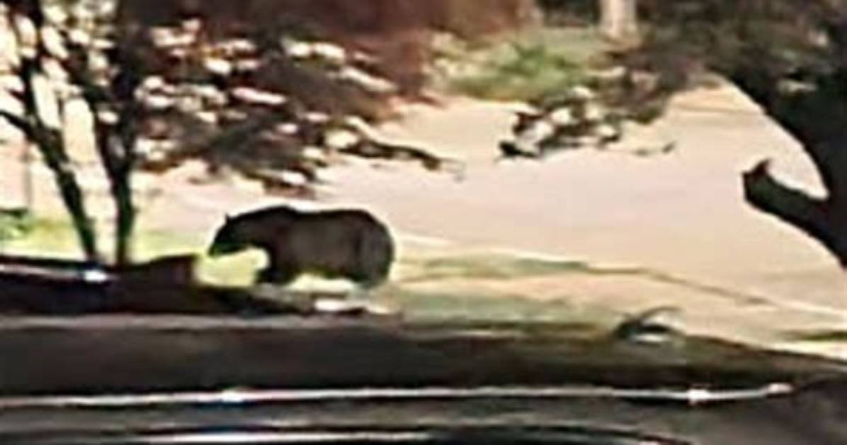 Reported Bear Sighting Shuts Down Half of Magic Kingdom