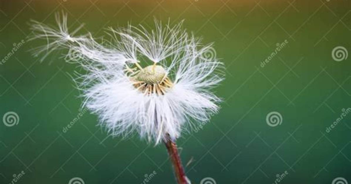 Scatters as Seeds