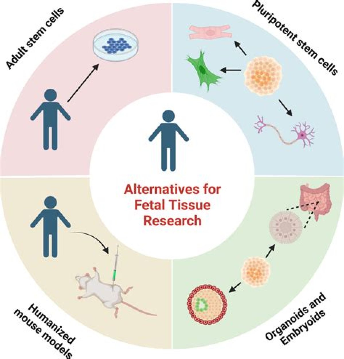 Scientists Say Fetal Tissue Remains Essential for Vaccines and Developing Treatments
