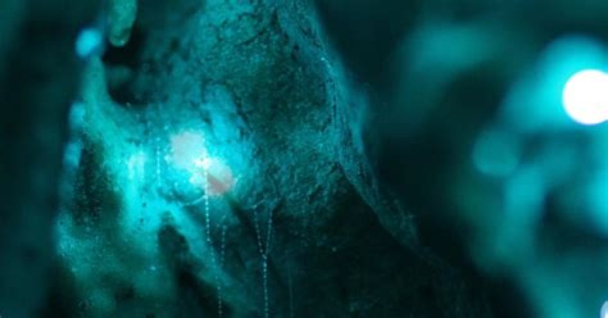 Scitech Now | What Makes Glowworms Glow? | Season 4 | Episode 15