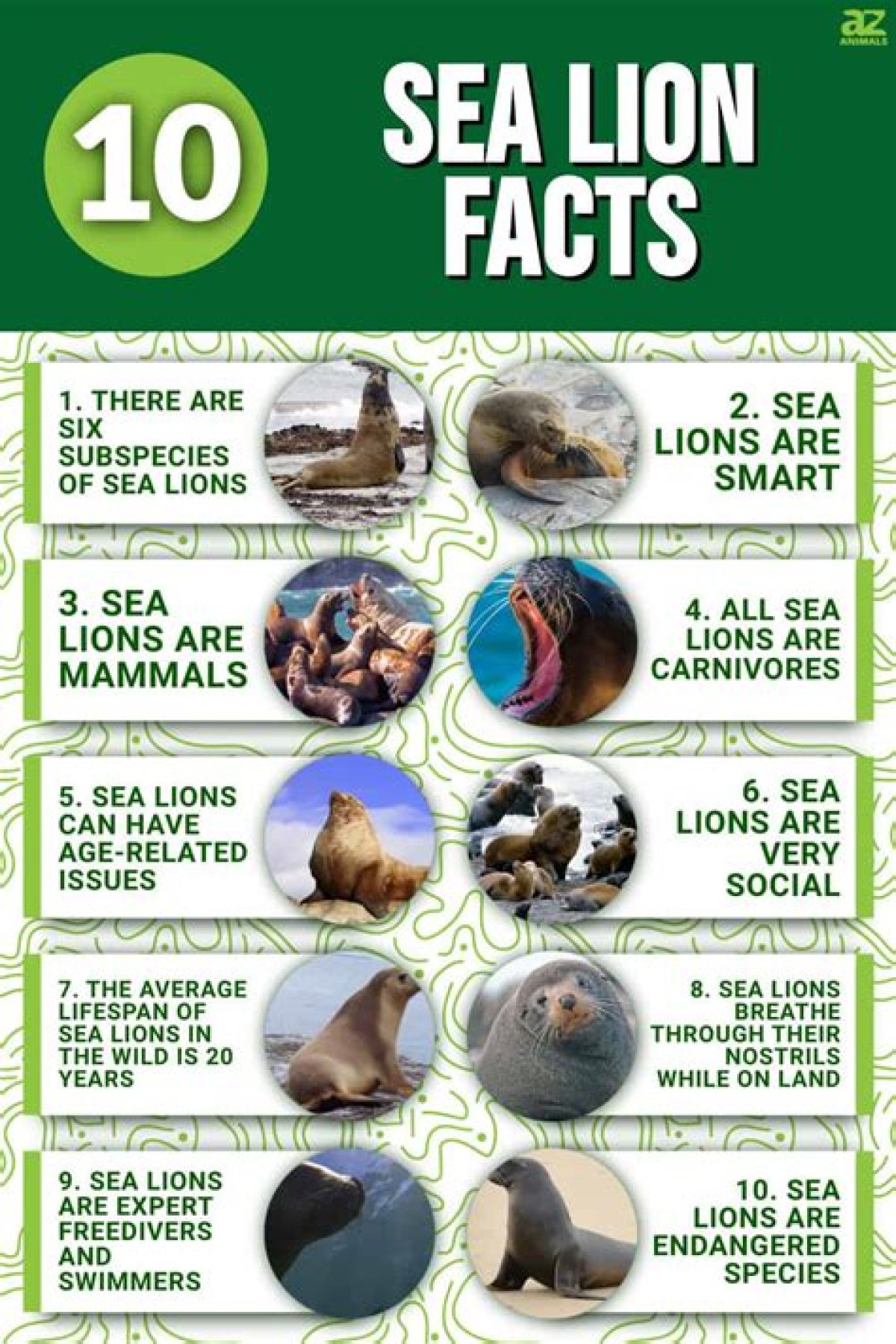 Sea Lion Fact Sheet | Blog | Nature