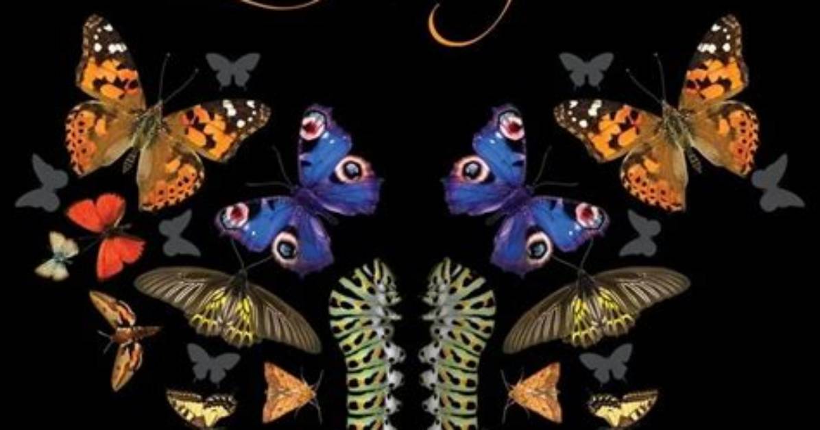 Sex, Lies and Butterflies | the Remarkable Way That Butterflies Mate | Nature