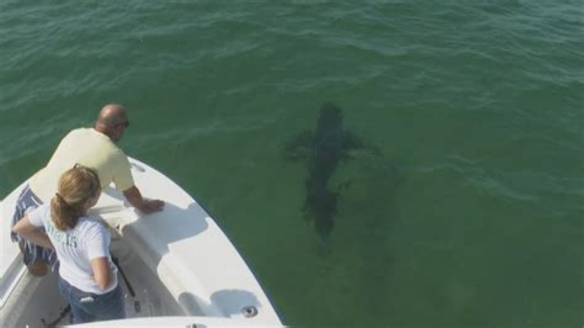 Shark Tracking Efforts Ramped up After Wave of Encounters off Northeastern Coast