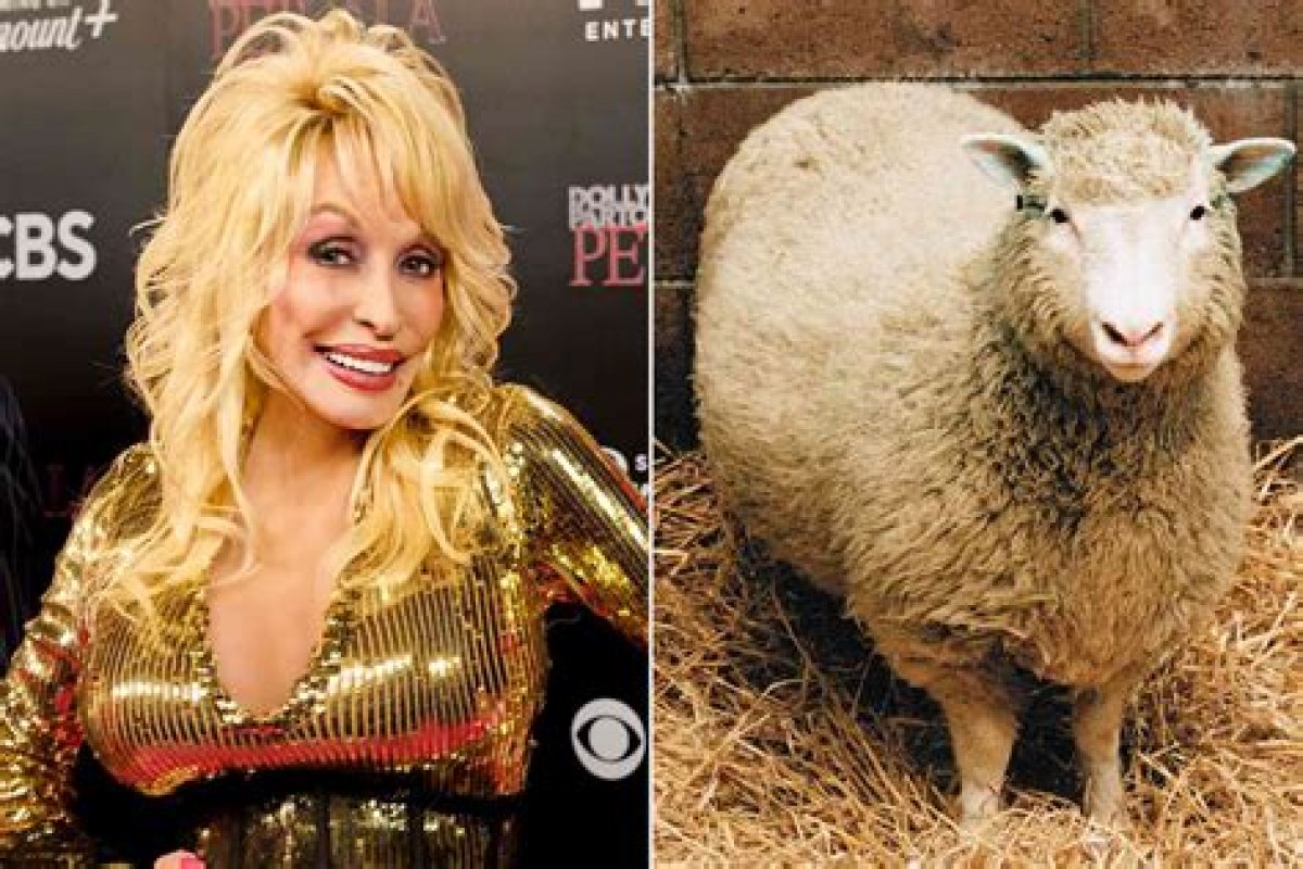 Sheep That's a She