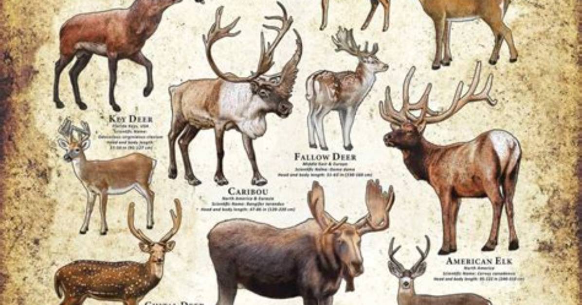 Sizeable Deer Species