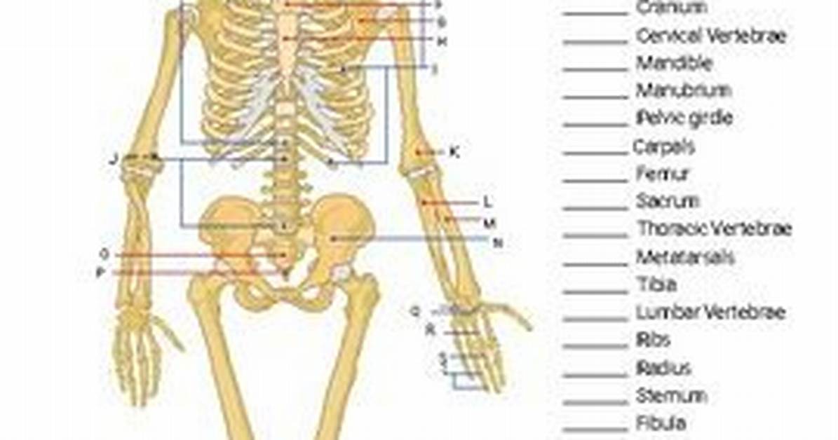 Skeletal System Quiz