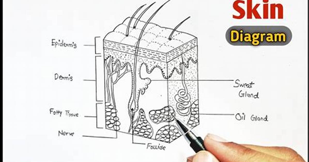 Skin Drawing for Short