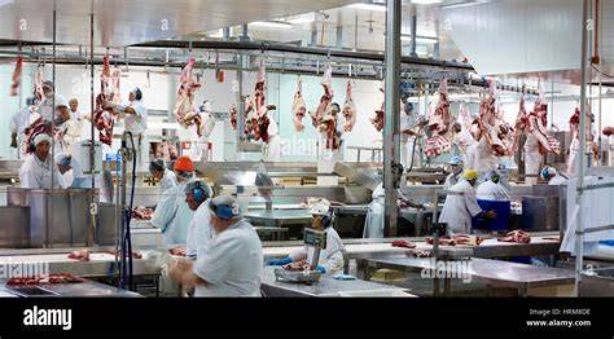 Slaughterhouse - Inside the Slaughterhouse | Modern Meat | Frontline