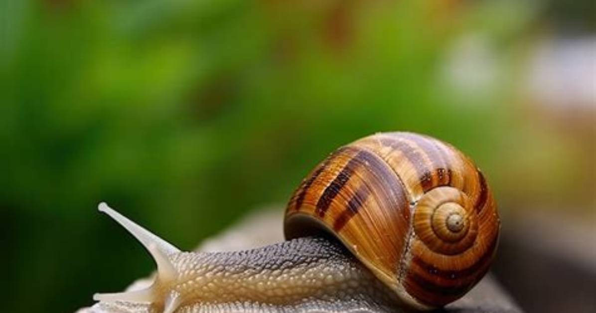 Slow-Moving Mollusk