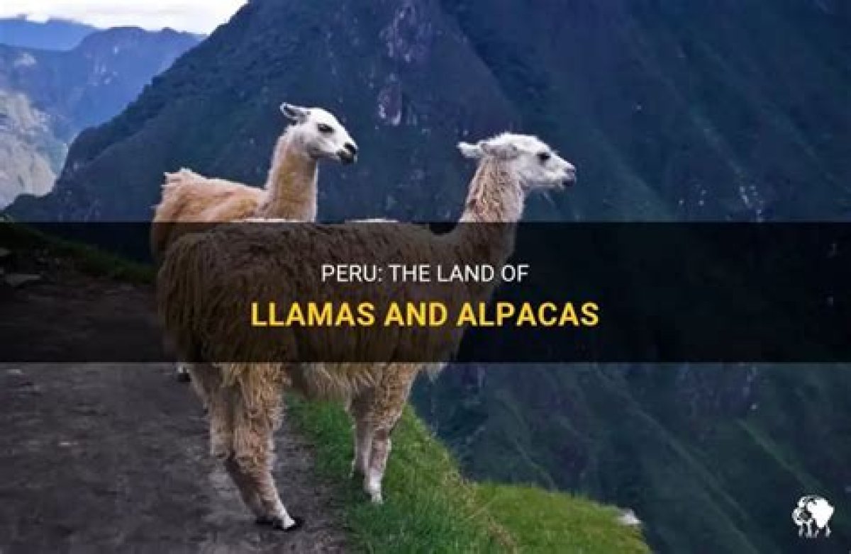 South American Land Known for Llamas
