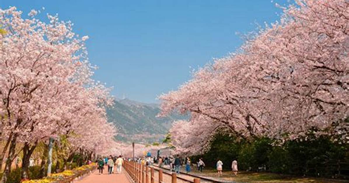 South Korea’s Biggest Cherry Blossom Festival Is in Full Bloom