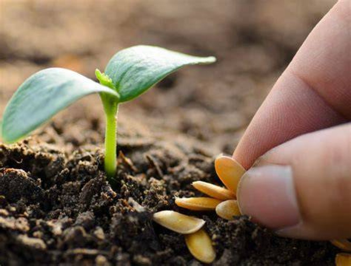 Spread Around Like Seeds in a Garden