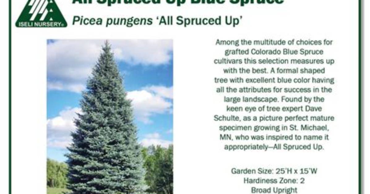 Spruced (Up)