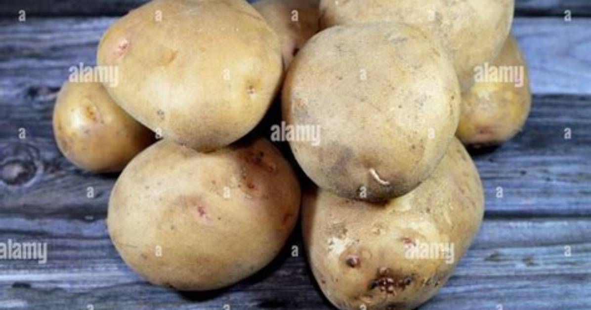 Starchy Tuber