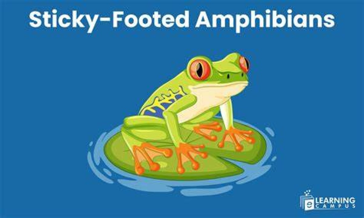 Sticky-Toed Amphibians That Climb Trunks in the Forest: 2 Wds.