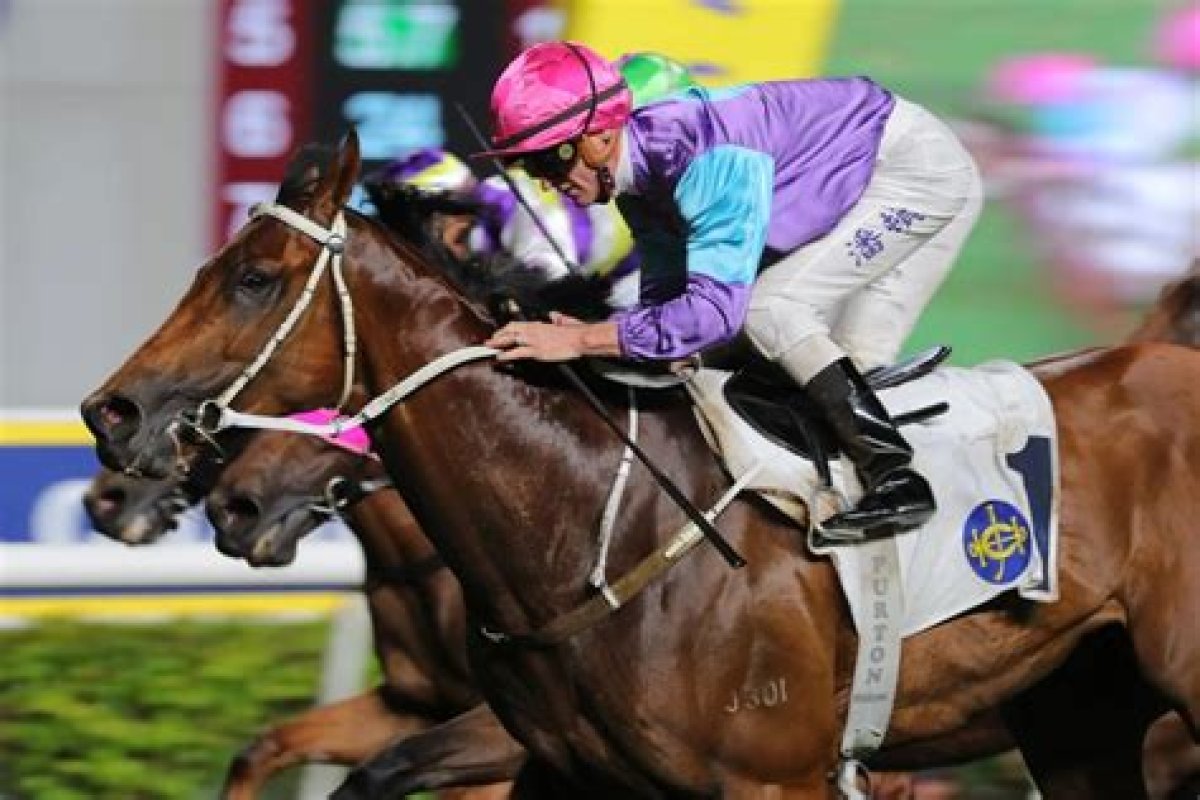 Stunning Peach (J301) 桃花開 | Horses | Hk Racing
