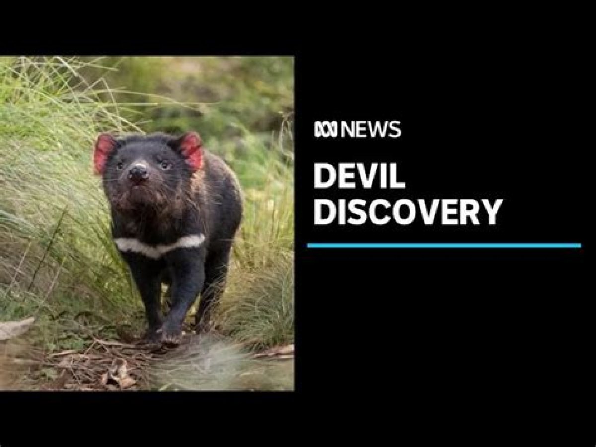 Tasmanian Devils Gain Ground in Cancer Battle Against Extinction