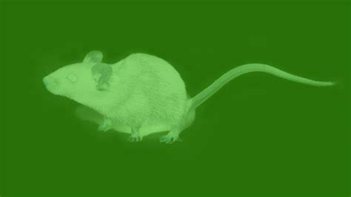 Thanks to Nanoparticle Injections, These Mice Can See in Infrared. Are We Next? | Nova