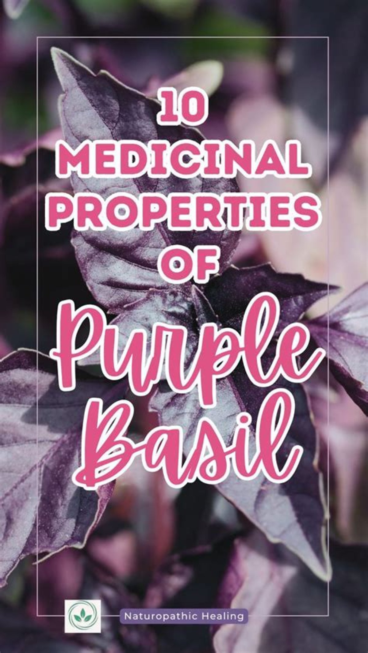 The Benefits of Eating Purple Basil