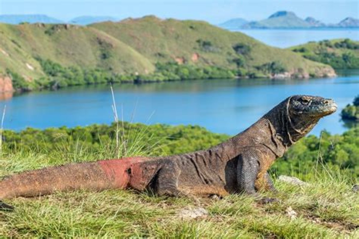 The Komodo Dragon Town in Indonesia That Jokowi Wants Chinese Tourists to Visit