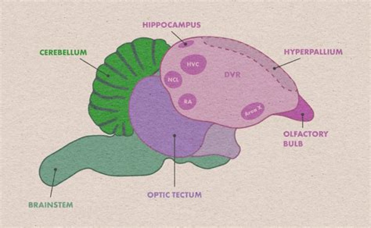 The Life of Birds | Bird Brains