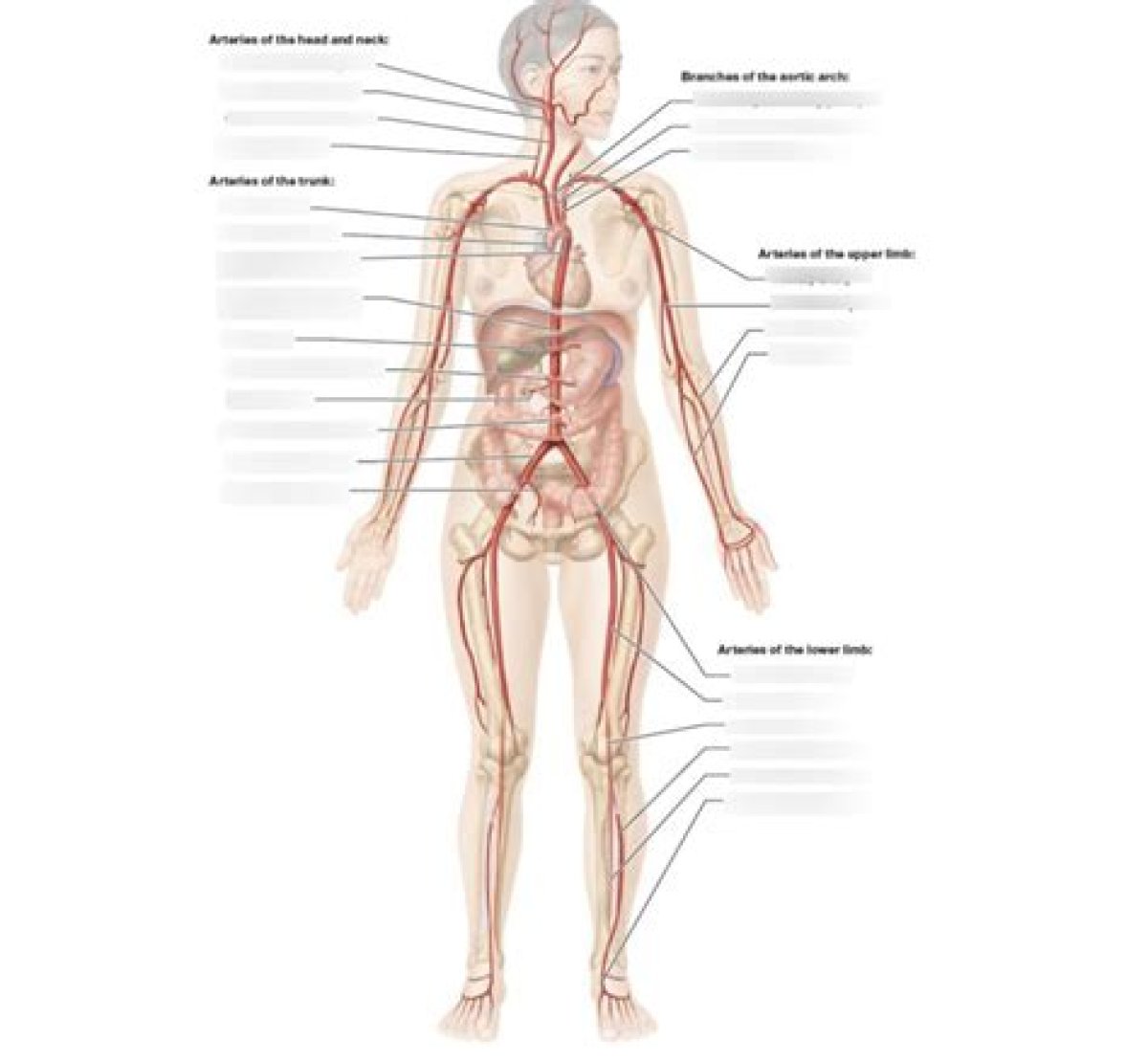 The Major Systemic Arteries Quiz