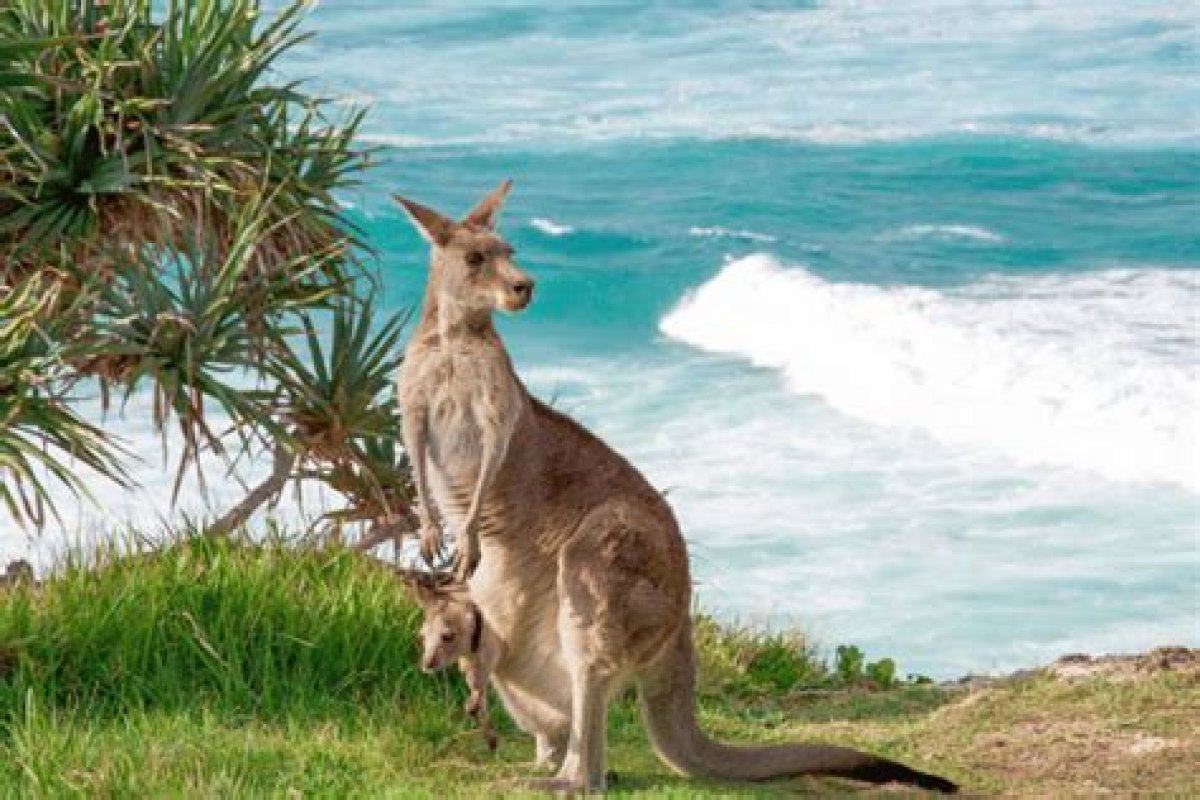 The Tallest Marsupial for Short