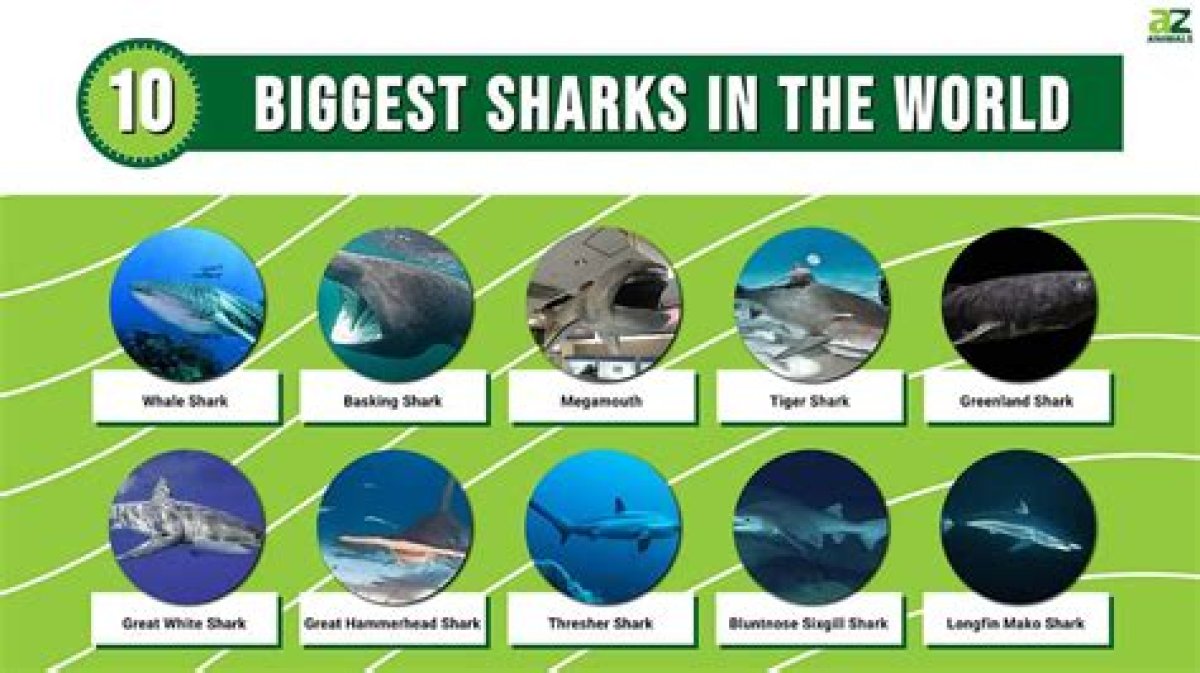 The Top 10 Most Unusual Sharks in the World - Yp