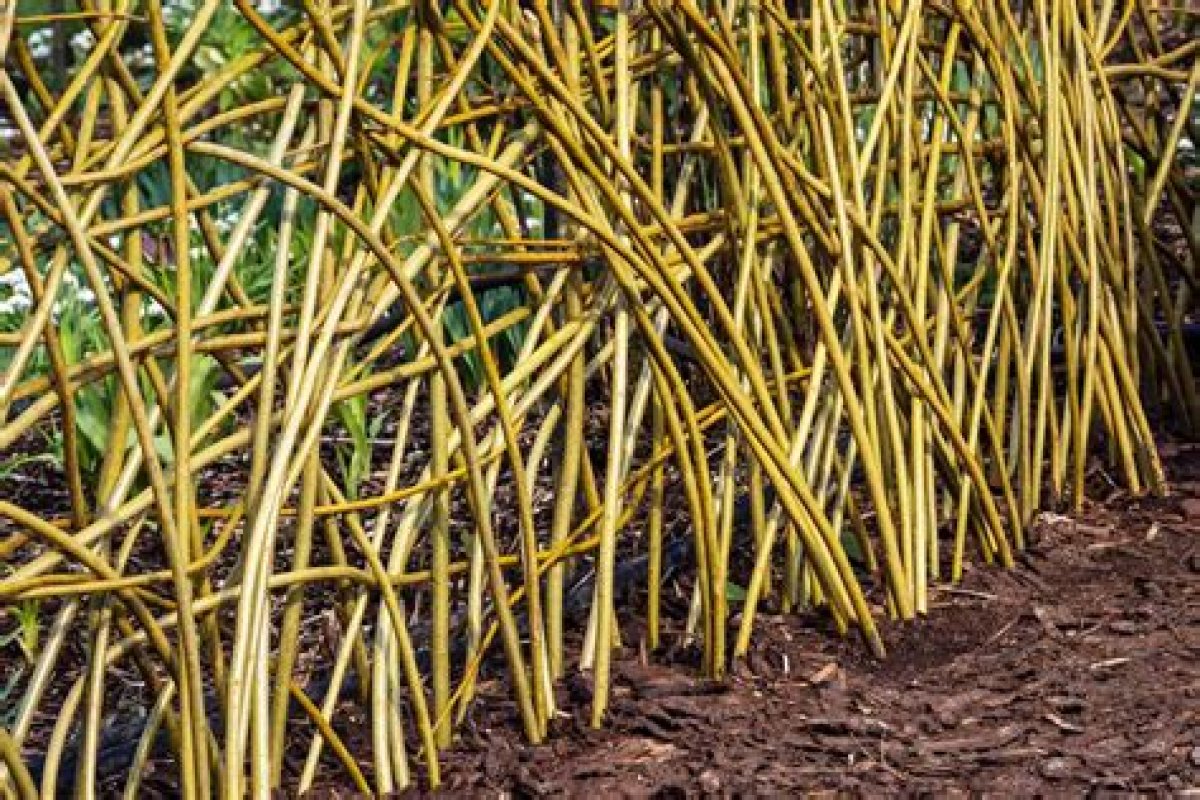 The Wisconsin Gardener | Growing a Living Willow Fence | Season 14 | Episode 2