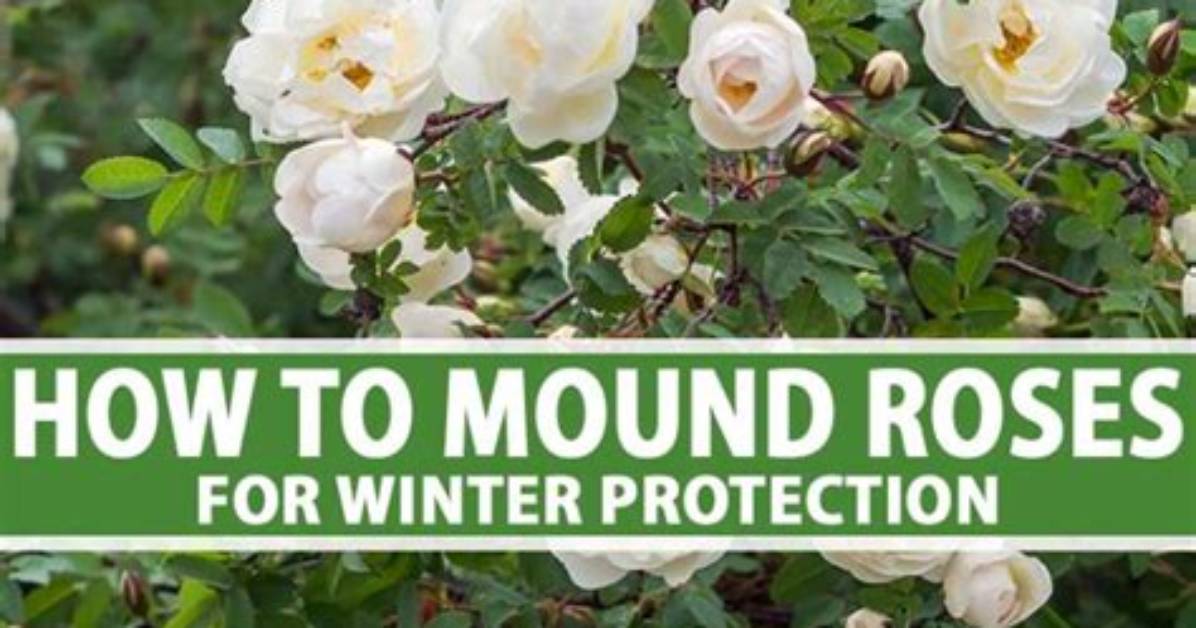 The Wisconsin Gardener | Winter Protection for Roses | Season 3 | Episode 4