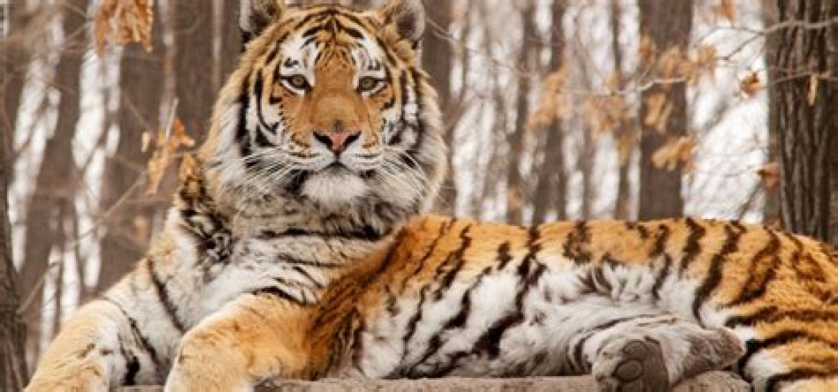 Tiger | Nature | Pbs