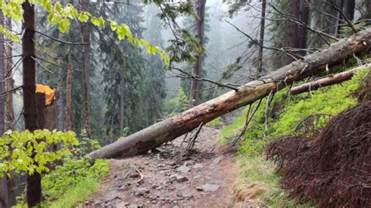 ___ Tree Falls in the Forest. .. : 2 Wds.