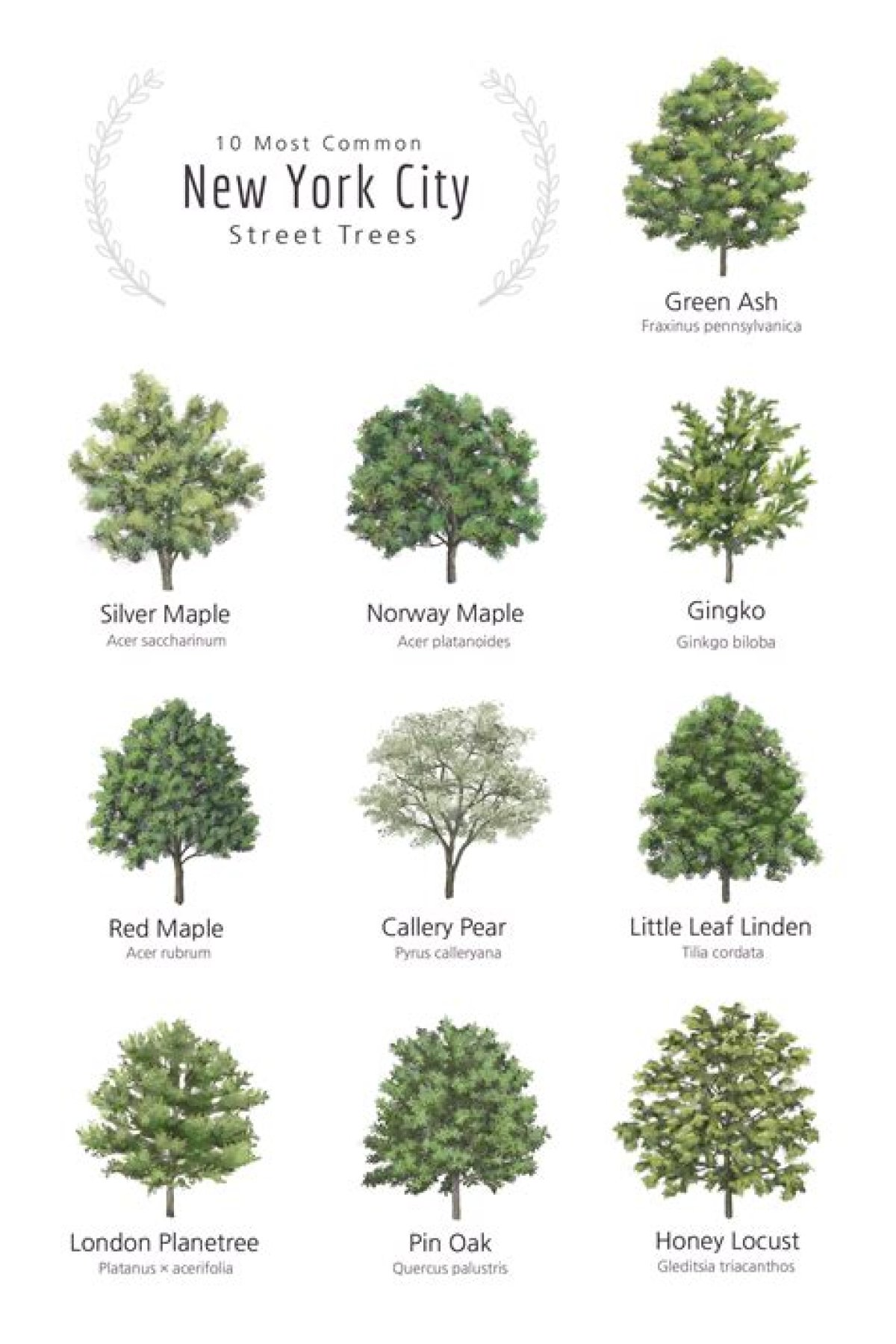 Tree That's Common in Manhattan's Central Park