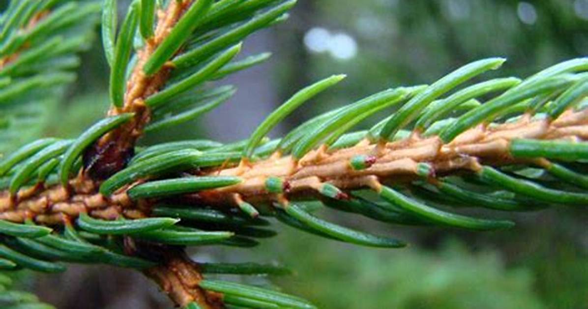 Tree with Needles