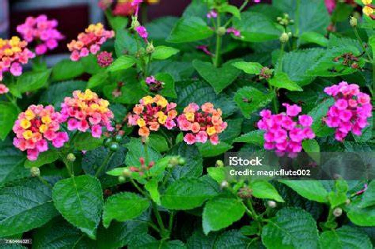 Tropical Evergreen Shrub of the Verbena Family 7 Letters Crossword Clue Answer