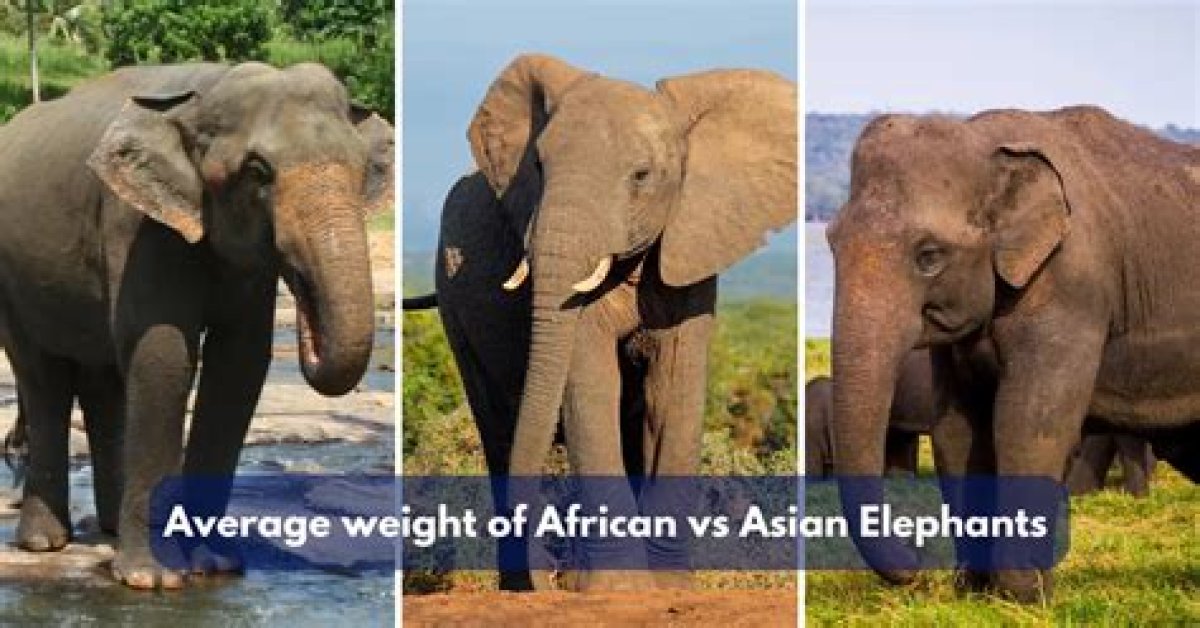 Unit of Weight for Elephants