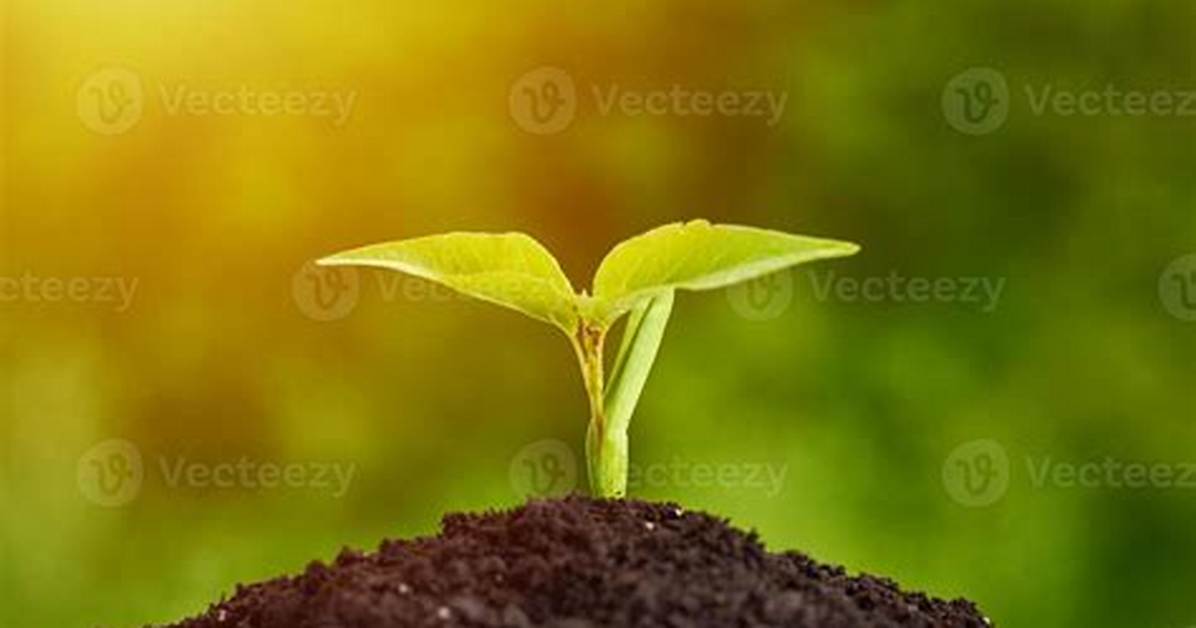 Very Young Plant