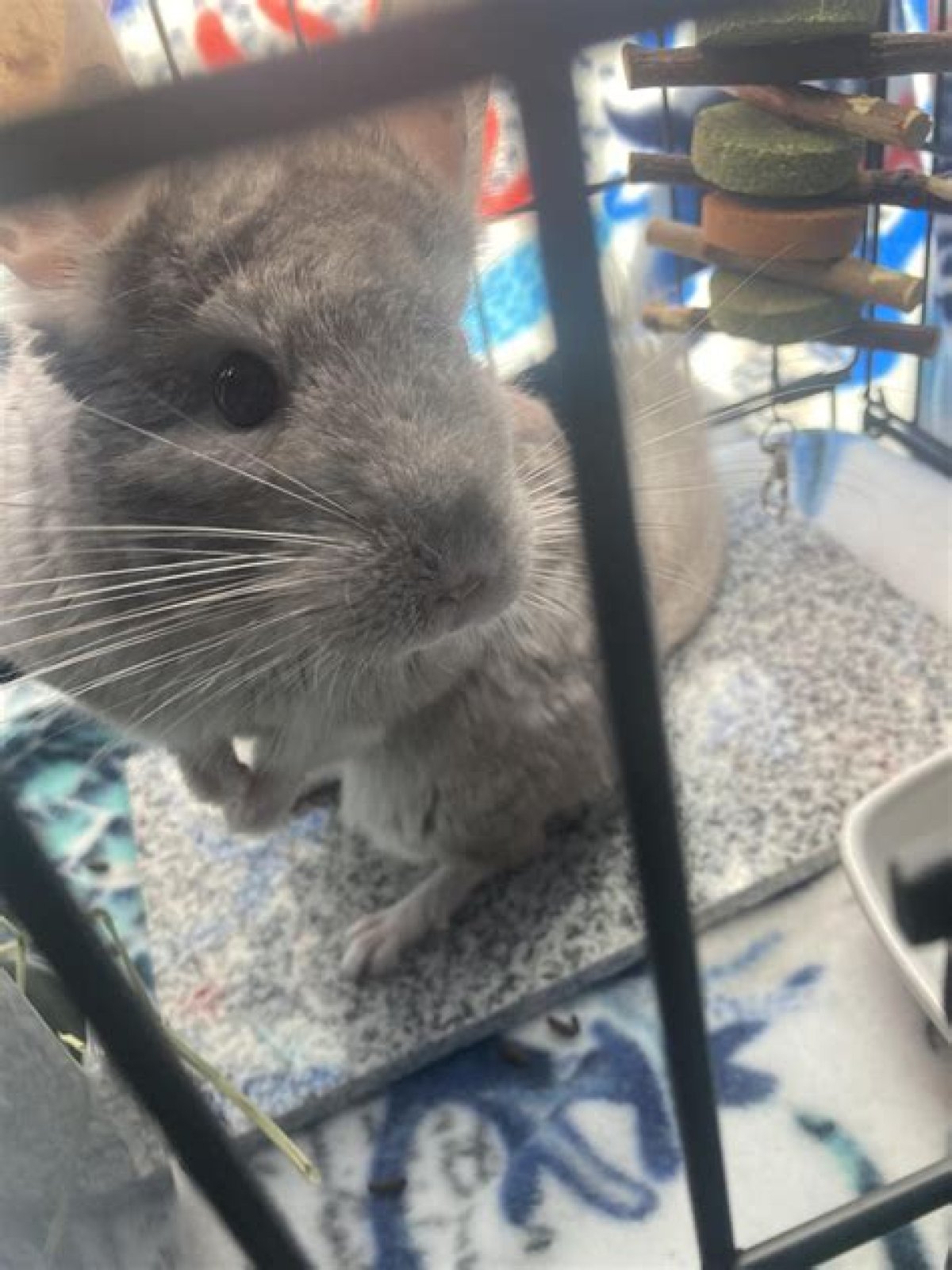 Vet Rebuked over Chinchilla's Death