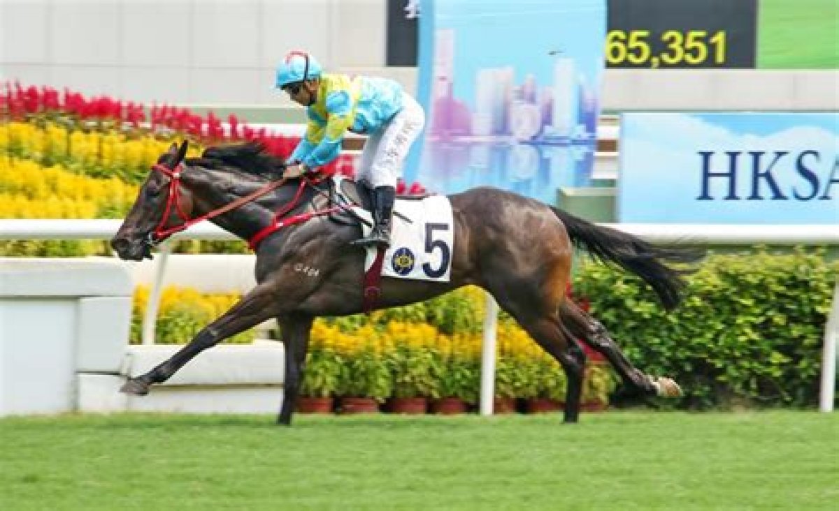 Victor the Winner (G404) 維港智能 | Horses | Hk Racing