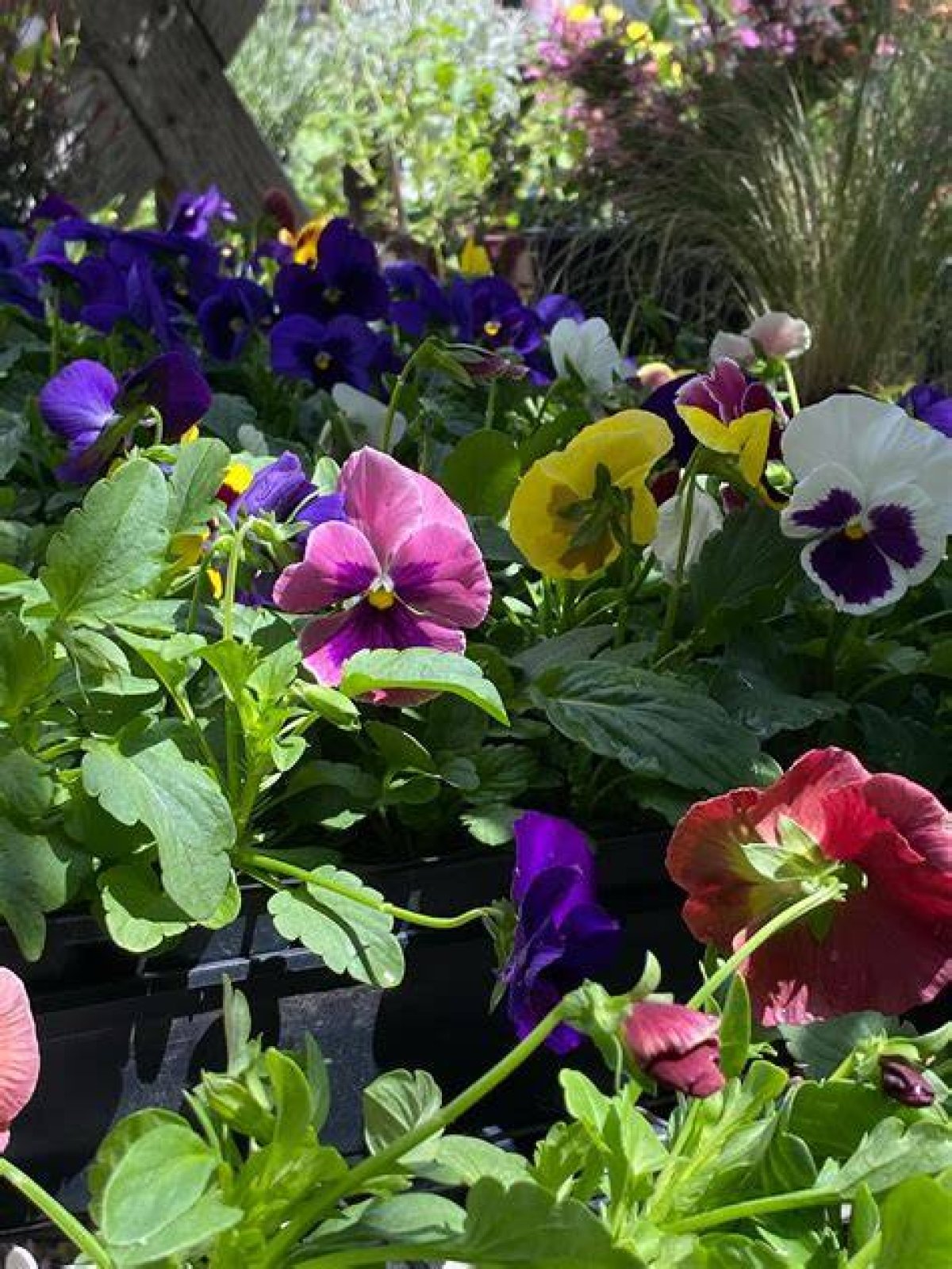 Virginia Farming | Spring Hill Nursery | Season 13 | Episode 61