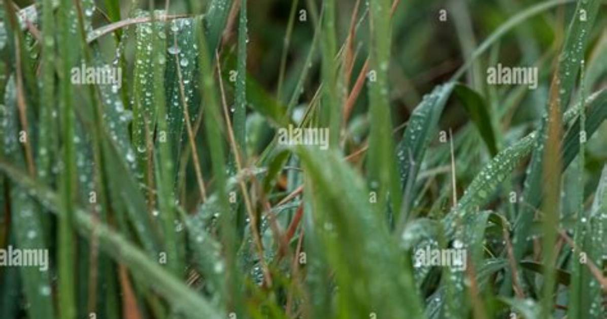 Wetness on the Grass at Dawn