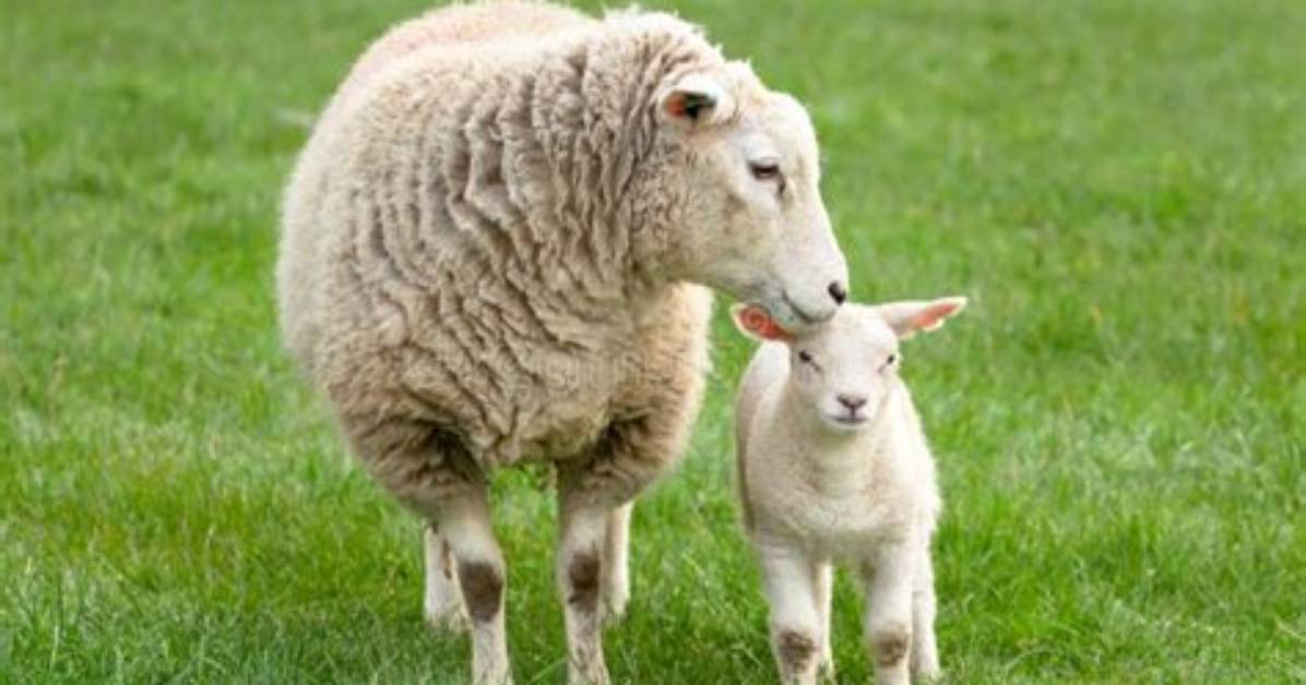 What a Female Lamb Grows up to Be