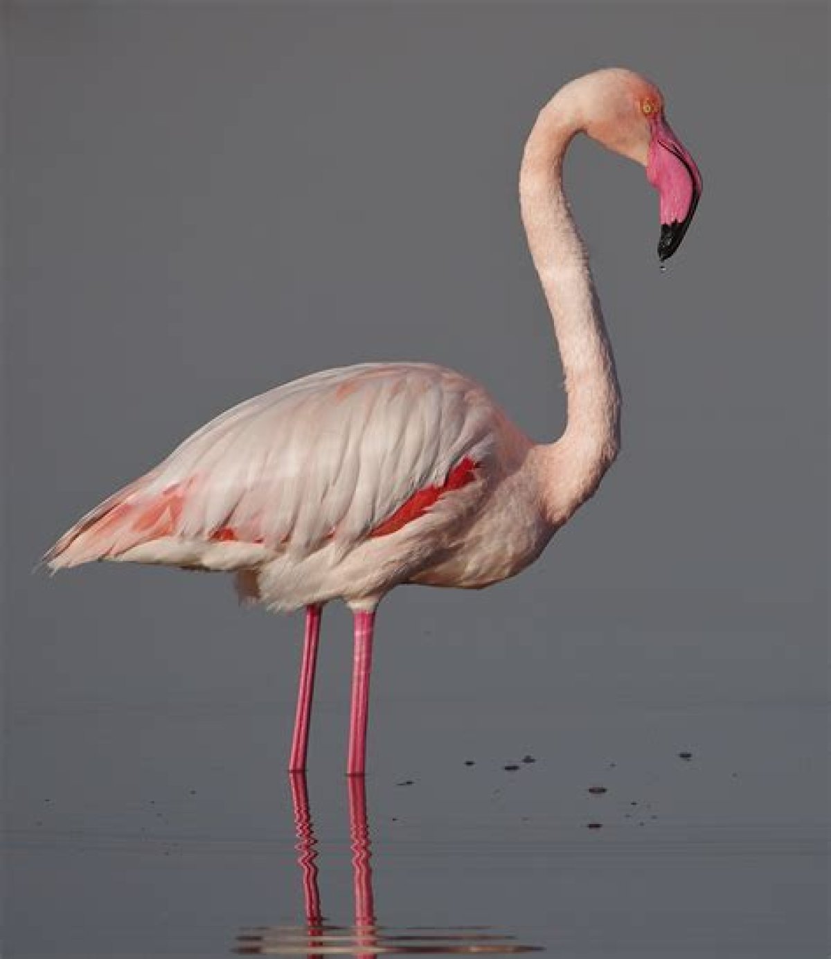What Animal Has the Scientific Name Phoenicopterus Roseus?